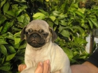 Cachorros de carlinos - mejor precio | unprecio.es