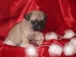 cachorros de pug gratis en navidad