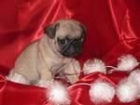 cachorros de pug gratis en navidad - mejor precio | unprecio.es