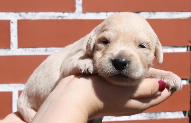 Cachorros Golden Retriever Disponibles