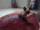 gatita sphynx de 2 meses pedigree - mejor precio | unprecio.es