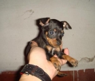 Pinscher toy Malaga - mejor precio | unprecio.es