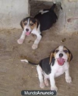 Preciosos cachorros de Beagle tricolor, 270€ - mejor precio | unprecio.es