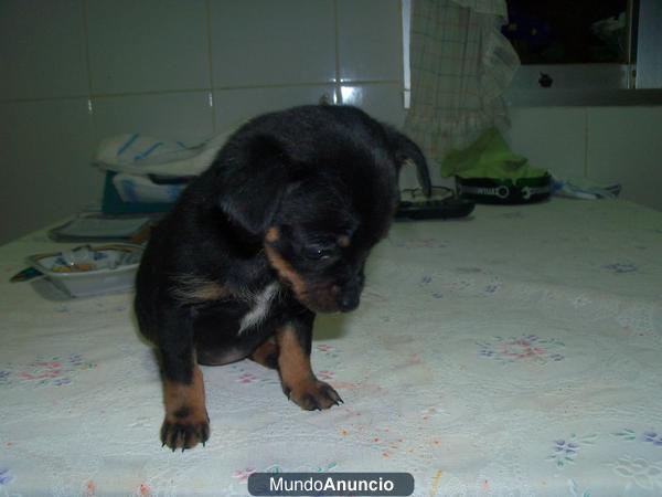 Rater mallorquin - cachorros