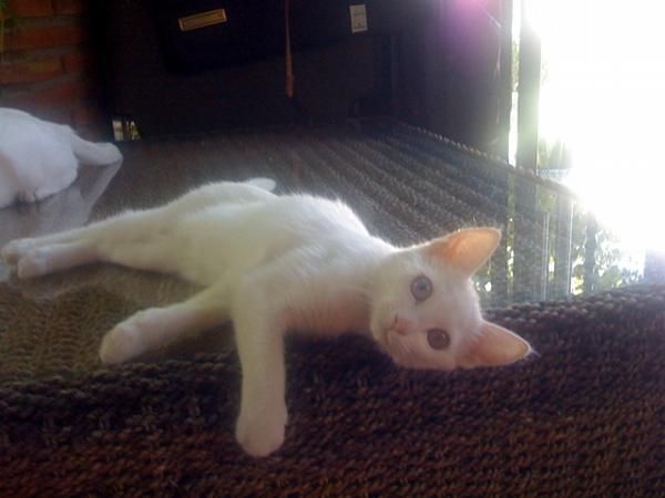 se vende gatita