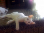 se vende gatita - mejor precio | unprecio.es