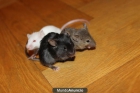 Se venden ratones de laboratorio blancos y de colores - mejor precio | unprecio.es