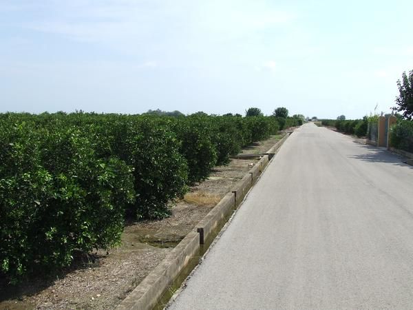 Venta de campo en Algemesí