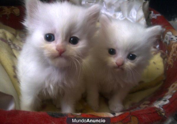 2 gatitos persas blancos