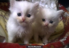2 gatitos persas blancos - mejor precio | unprecio.es