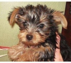 buscando pendientes teacup Yorkie cachorros - mejor precio | unprecio.es