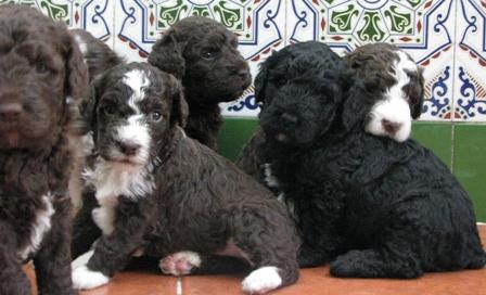 cachorros perro de agua, 17 campeones en su pedigree