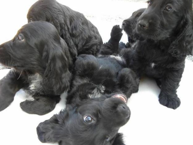 Cocker Spaniel de Pura Raza