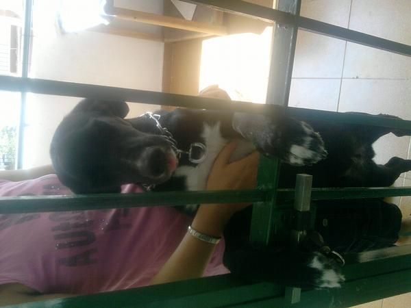 doy perroen adopcion