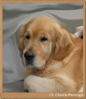 Golden Retriever. Camada Charola Mississippi y Blondy - mejor precio | unprecio.es