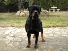 Impresionante Rottweiler para Montas - mejor precio | unprecio.es