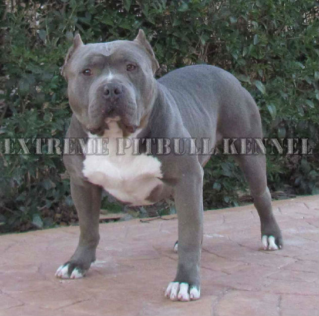 pitbull blue