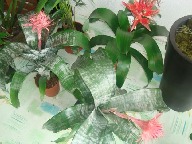 plantas ornementales en el precio bajo!!!!!