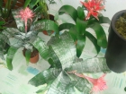 plantas ornementales en el precio bajo!!!!! - mejor precio | unprecio.es