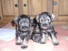 Preciosos schnauzer miniatura sal y pimienta - mejor precio | unprecio.es