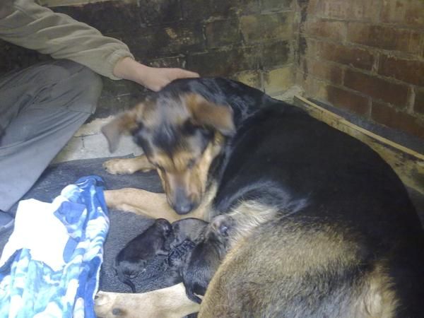 regalo cachorros