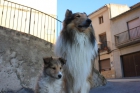 Rough Collie - mejor precio | unprecio.es