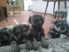 schnauzer mini sal y pimienta - mejor precio | unprecio.es