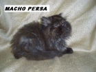 ultimo pequeño de persa precioso - mejor precio | unprecio.es