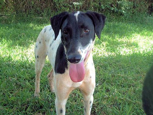 POPI, CRUCE DE DÁLMATA EN ADOPCIÓN