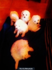 Bichon Maltes - mejor precio | unprecio.es