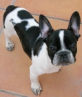 BULL DOG FRANCES 400 - mejor precio | unprecio.es