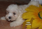 Cachorros de Bichon Matles ¡Garantia veterinaria - mejor precio | unprecio.es
