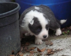 cachorros de Border Collie libres de cea, cl y tns - mejor precio | unprecio.es