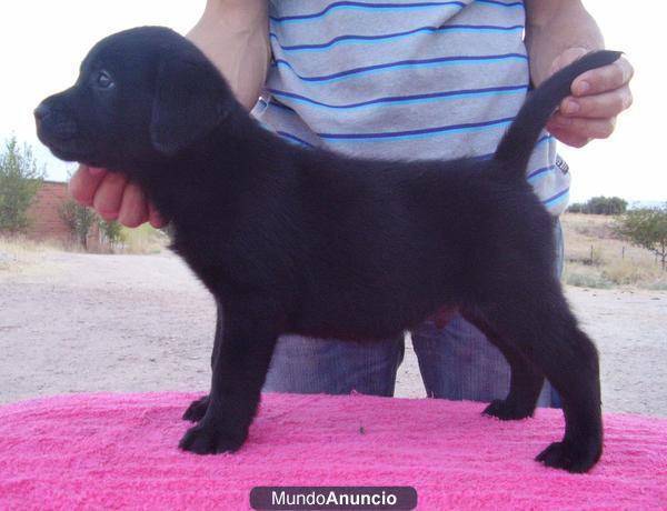 CACHORROS DE LABRADOR RETRIEVER DISPONIBLE-/