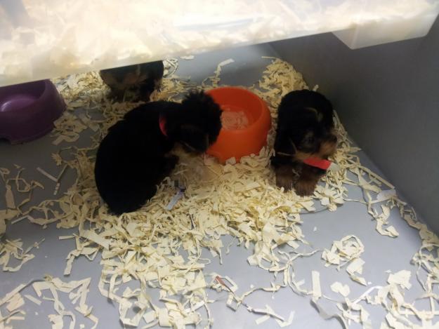 cachorros de yorkshire