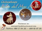 chihuahuas camadas - mejor precio | unprecio.es