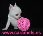 Chihuahuas de "caramels" especialistas en toys - mejor precio | unprecio.es