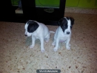 dos cachorros de bodegero 20 euros - mejor precio | unprecio.es