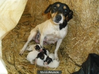 Excelente camada de Bodegueros ratoneros Andaluz - mejor precio | unprecio.es