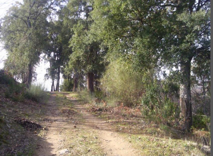 Finca de casi 2 Hectáreas con Árboles frutales