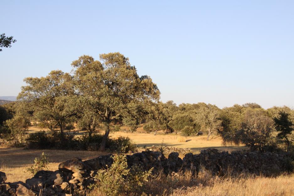 Finca ganadera (dehesa) 900 has en badajoz. oportunidad