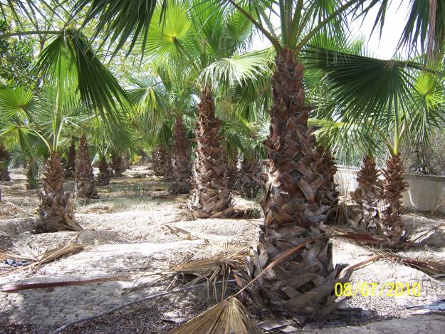 Palmera Washingtonia