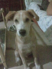 regalo cachorro de 9 meses - mejor precio | unprecio.es