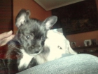 se vende cachorros cruce bulldog - mejor precio | unprecio.es
