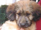 último cachorro de Gos d'Atura (¡precioso!) - mejor precio | unprecio.es