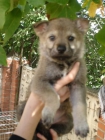 ultimo cachorro de lobo checoslovaco - mejor precio | unprecio.es