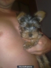 Vendo cachorrito de yorshike terrier - mejor precio | unprecio.es