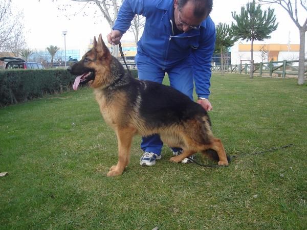 VENDO TRES MASCOTAS DE RAZA PASTOR ALEMAN DE 8,Y 16 MESES