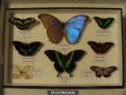 Venta de Cuadros de insectos (Mariposas/Escarabajos) - mejor precio | unprecio.es