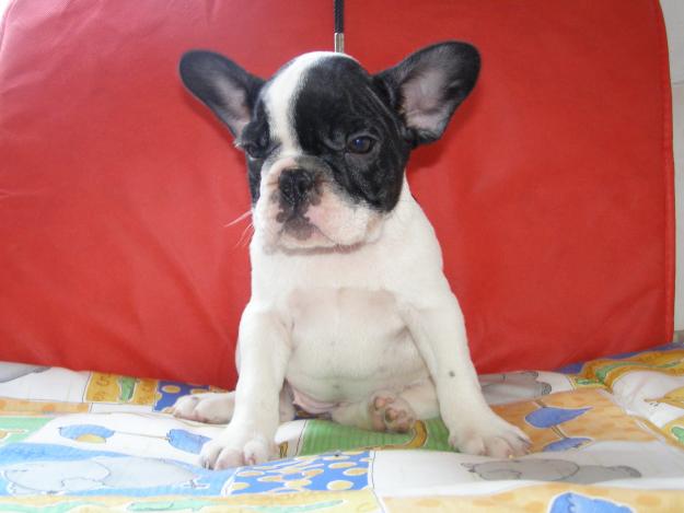 Preciosos cachorros de bulldog francés